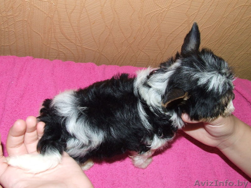 Щенки бивер йоркширского терьера - Изображение #1, Объявление #804688