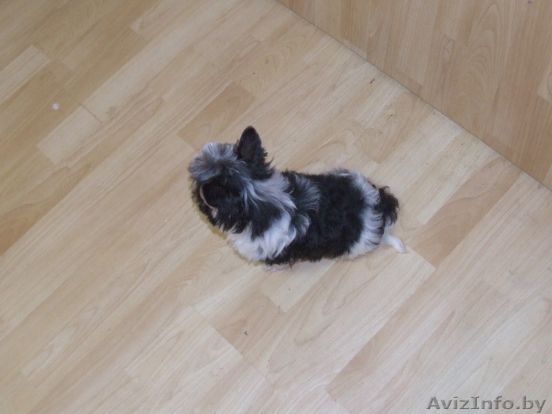 Щенки бивер йоркширского терьера - Изображение #3, Объявление #804688