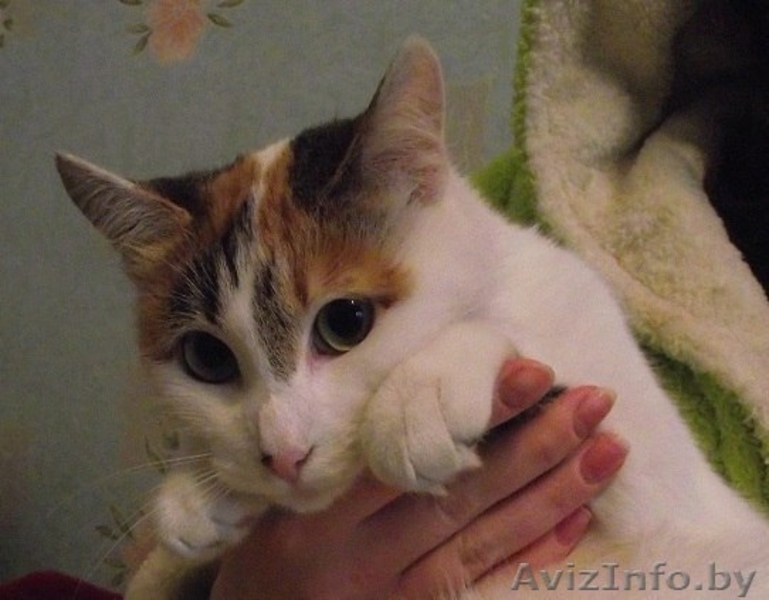 !!! Котенька ищет Дом !!! - Изображение #2, Объявление #792261