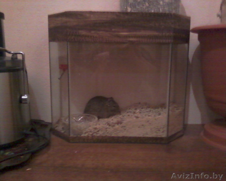 Дегу, белочка, абсолютно ручная, здоровая, активная, недорого! - Изображение #2, Объявление #813646