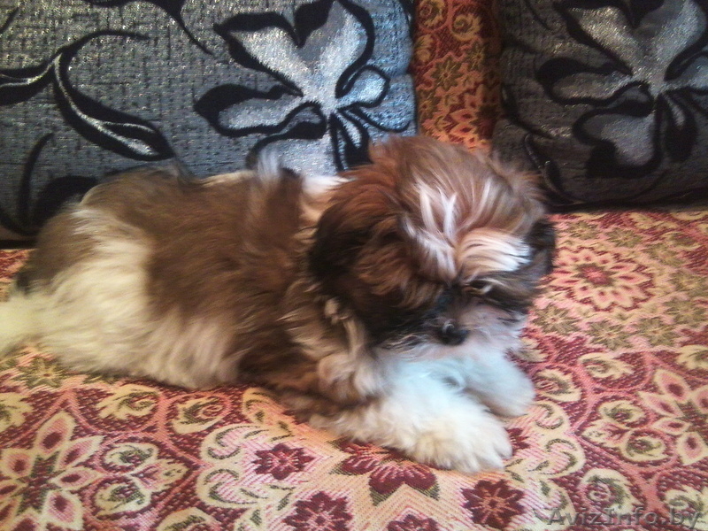 продаётся щенок шит-цу - Изображение #1, Объявление #802054