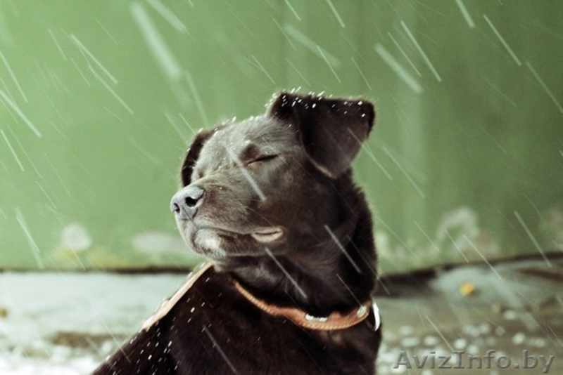 В дар метис лабрадора - Изображение #1, Объявление #803812