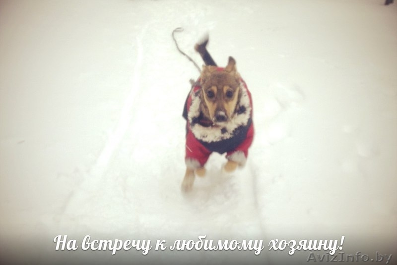 Шана-веселый энэрджайзер в дар! - Изображение #4, Объявление #808406