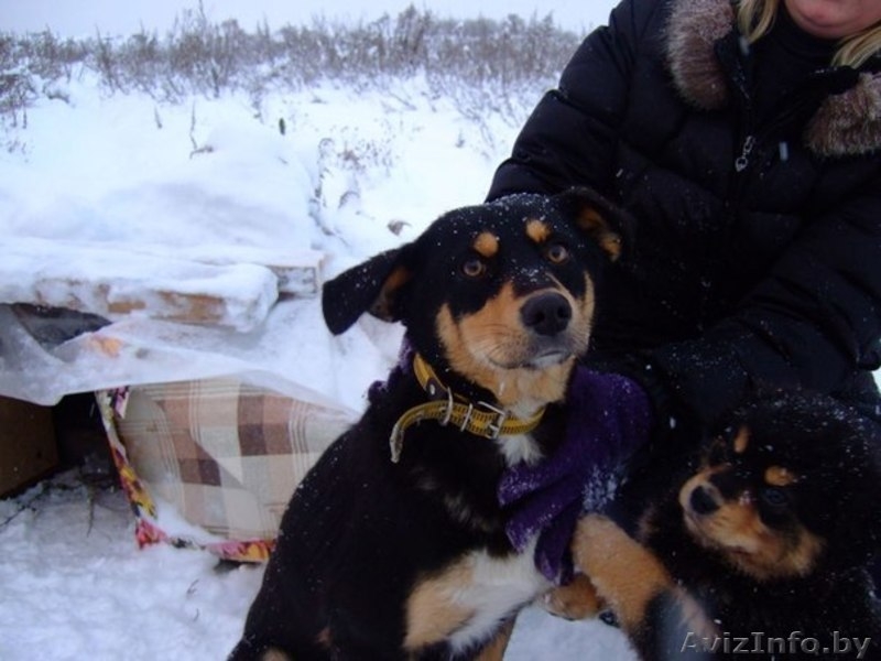 Молодая собачка Ася в дар - Изображение #2, Объявление #812790