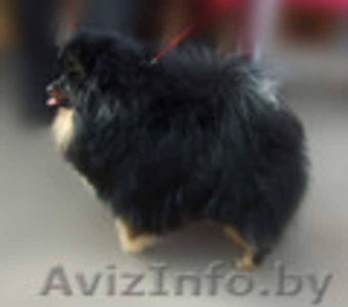 Померанский шпиц - Изображение #3, Объявление #810221