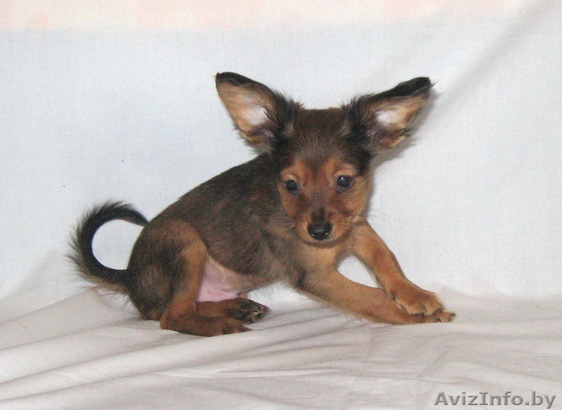 Продается щенок той терьера длинношерстный. - Изображение #3, Объявление #815337