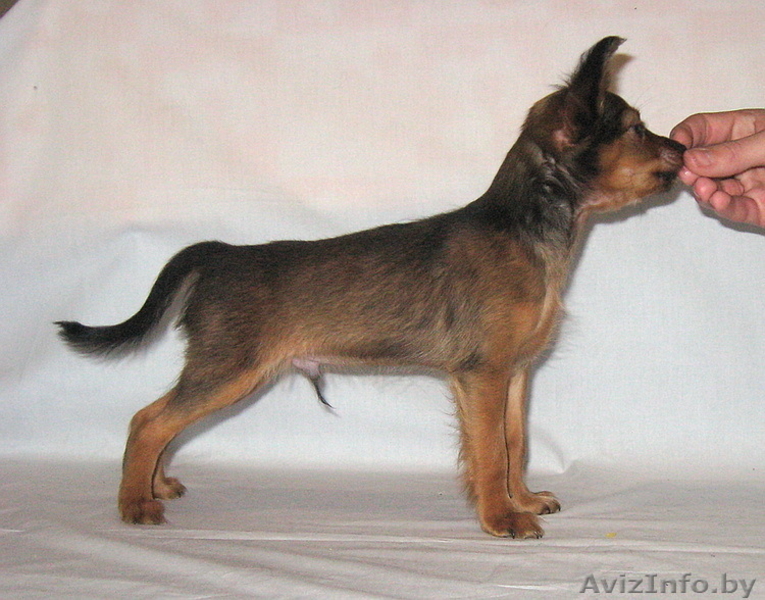 Продается щенок той терьера длинношерстный. - Изображение #1, Объявление #815337