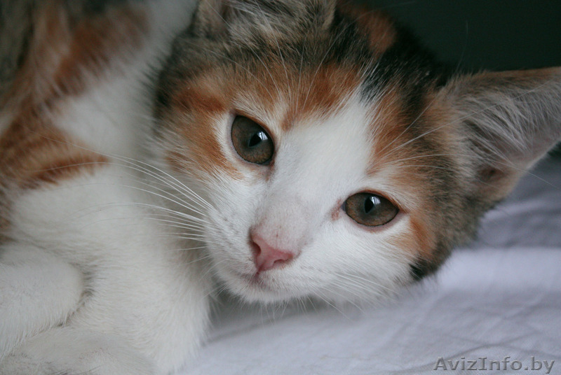 Чудесный котёнок в дар - Изображение #1, Объявление #810186