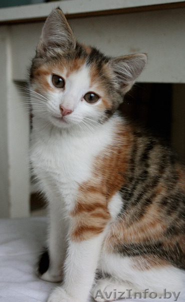 Чудесный котёнок в дар - Изображение #3, Объявление #810186