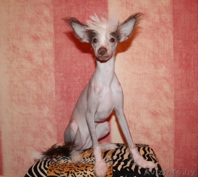 продаю китайскую хохлатую - Изображение #1, Объявление #802011