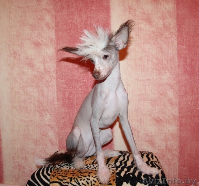 продаю китайскую хохлатую - Изображение #2, Объявление #802011