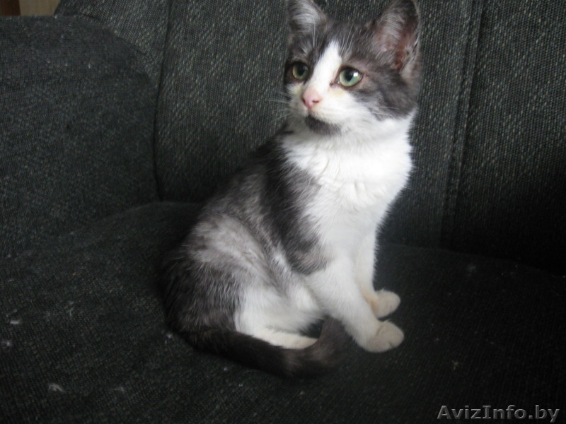 Трёхмесячный котёнок в ответственные руки! - Изображение #3, Объявление #809658