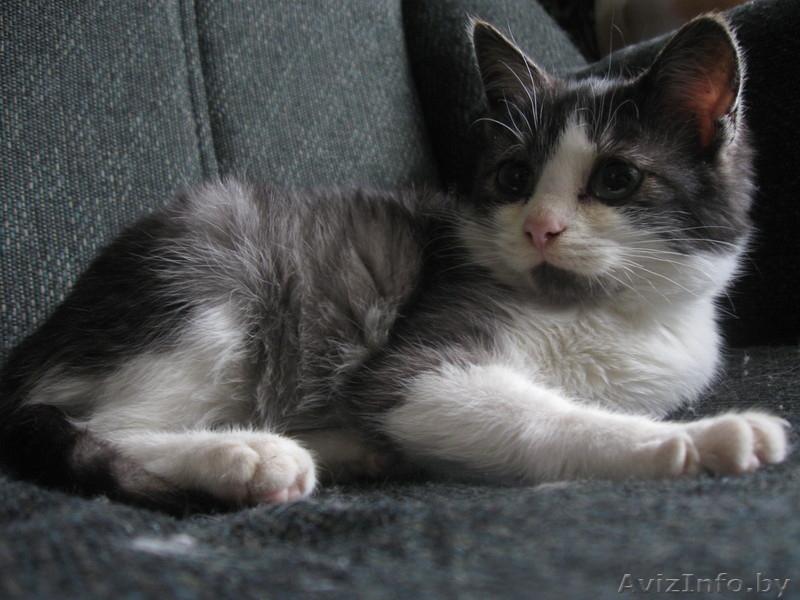 Трёхмесячный котёнок в ответственные руки! - Изображение #4, Объявление #809658