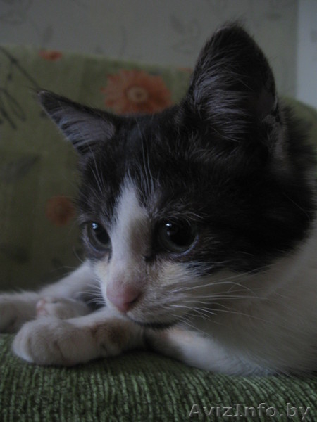 Трёхмесячный котёнок в ответственные руки! - Изображение #2, Объявление #809658