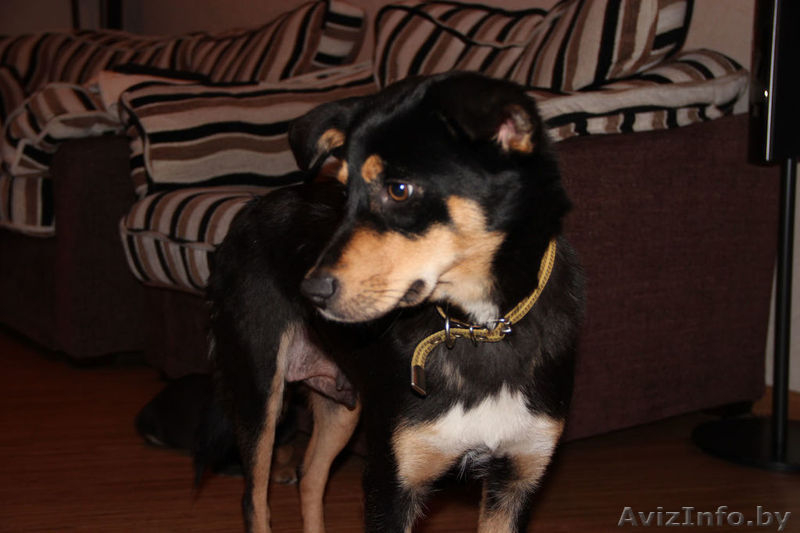 Молодая собачка Ася в дар - Изображение #1, Объявление #812790