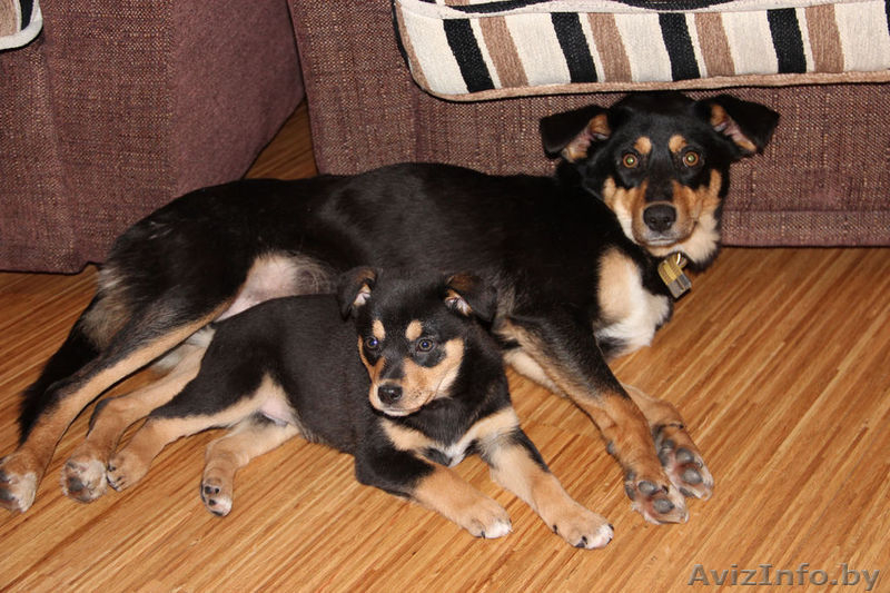 Молодая собачка Ася в дар - Изображение #3, Объявление #812790