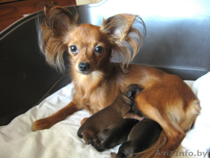 Продается щенок той терьера длинношерстный. - Изображение #5, Объявление #815337