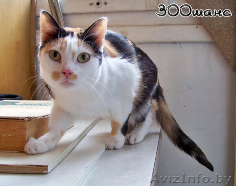 КРАСОТУНЬЯ - кошечка из счастливой семейки, 1 годик, В ДАР. - Изображение #1, Объявление #801289