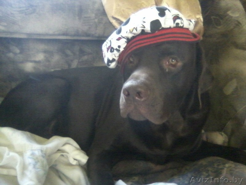 вязка собак лабрадора - Изображение #1, Объявление #810766