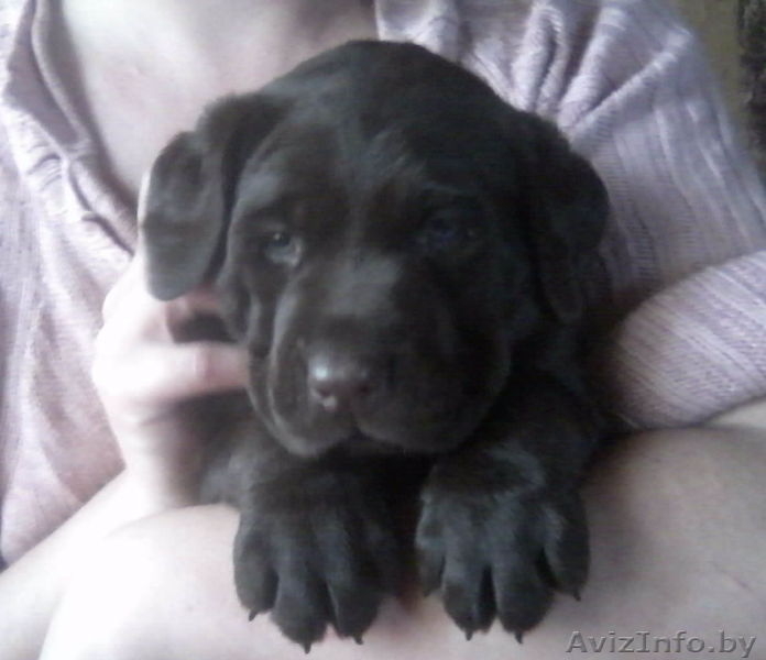 вязка собак лабрадора - Изображение #4, Объявление #810766