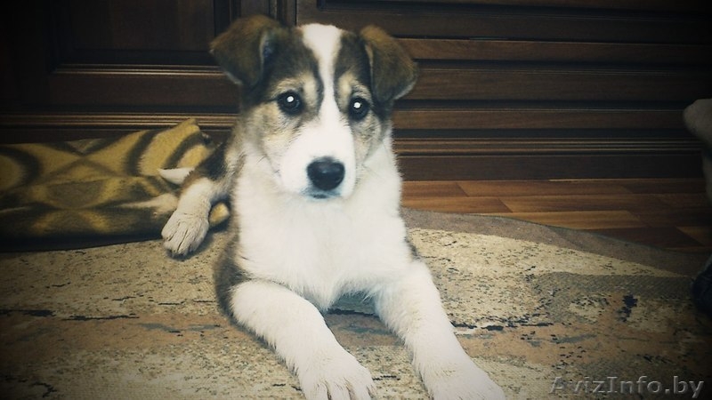 Чудесная маленькая девочка-щеночек в дар! Не проходите мимо!) - Изображение #1, Объявление #811257