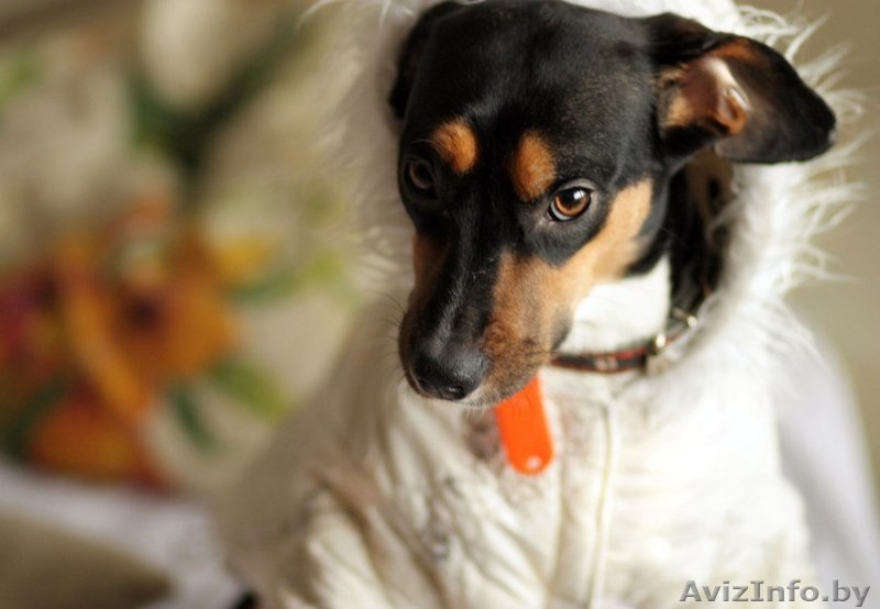 Отдам собаку в хорошие руки - Изображение #3, Объявление #812146