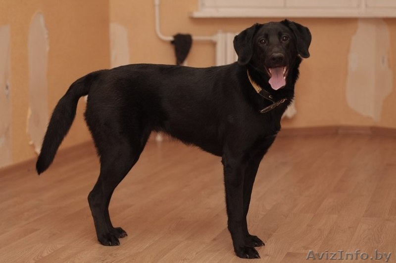 Лабрадор Рада - для Вас награда!) - Изображение #2, Объявление #806797