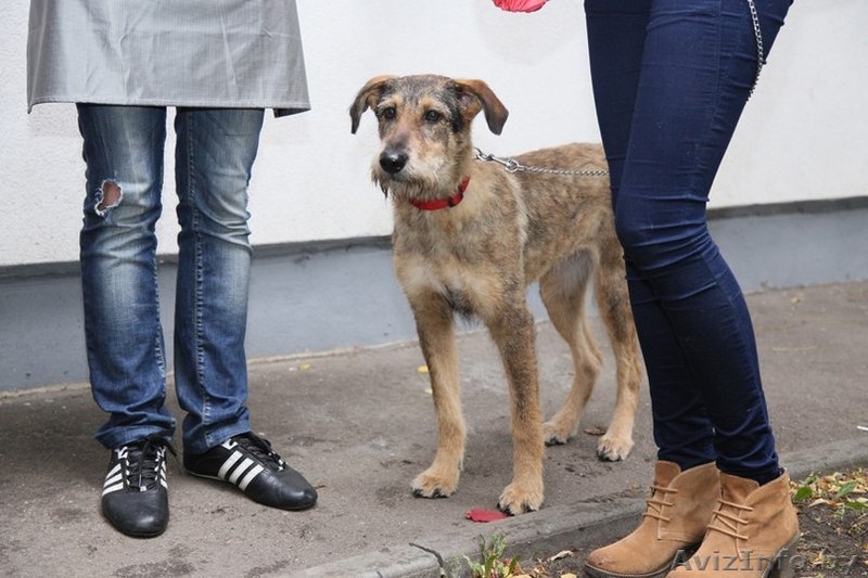 Чудесная собака (сука)  Рада в самые лучшие ручки!!:))) - Изображение #1, Объявление #804681