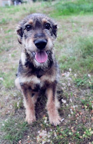 Чудесная собака (сука)  Рада в самые лучшие ручки!!:))) - Изображение #3, Объявление #804681