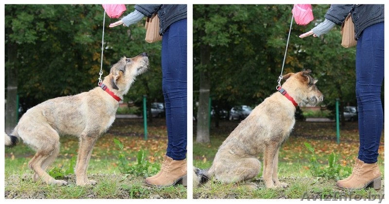 Чудесная собака (сука)  Рада в самые лучшие ручки!!:))) - Изображение #2, Объявление #804681