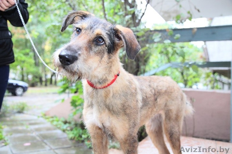 Чудесная собака (сука)  Рада в самые лучшие ручки!!:))) - Изображение #4, Объявление #804681