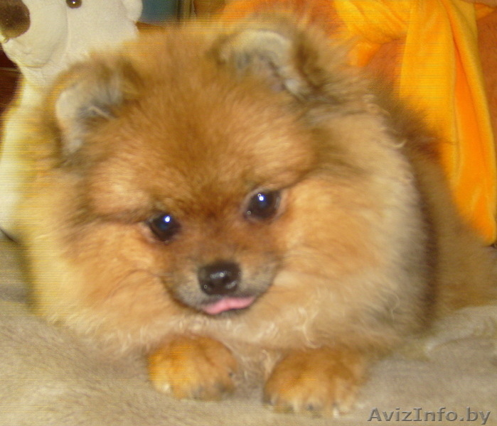 Померанский шпиц - Изображение #2, Объявление #810221