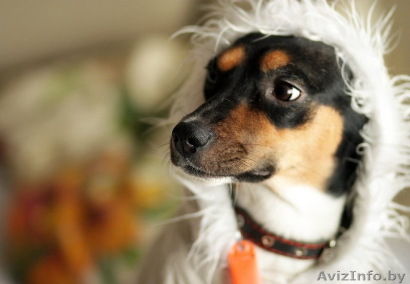 Отдам собаку в хорошие руки - Изображение #1, Объявление #812146