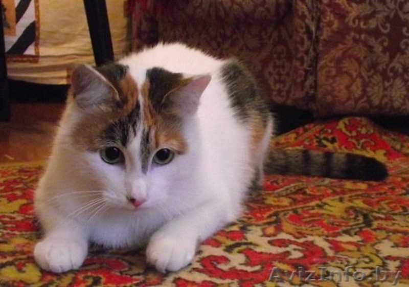 !!! Котенька ищет Дом !!! - Изображение #1, Объявление #792261