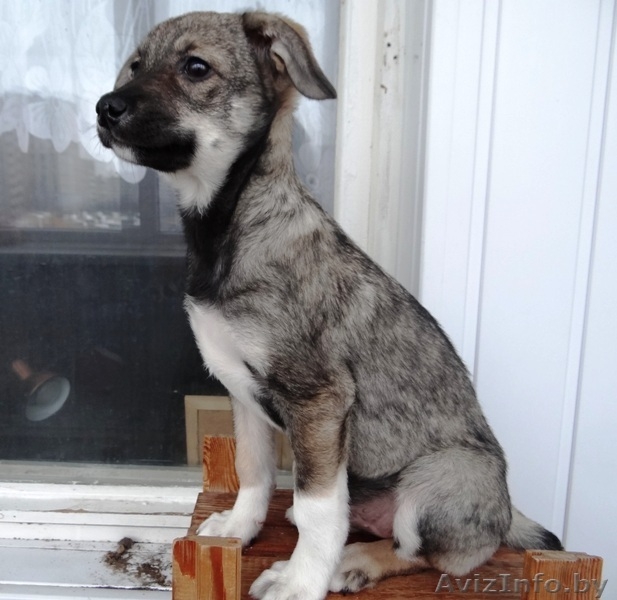 Забавные щеночки в дар! - Изображение #1, Объявление #800015