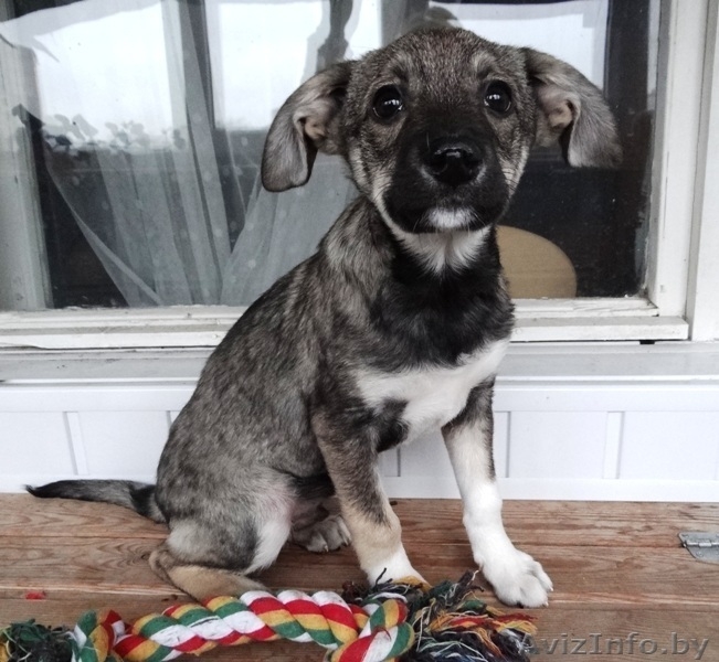 Забавные щеночки в дар! - Изображение #2, Объявление #800015