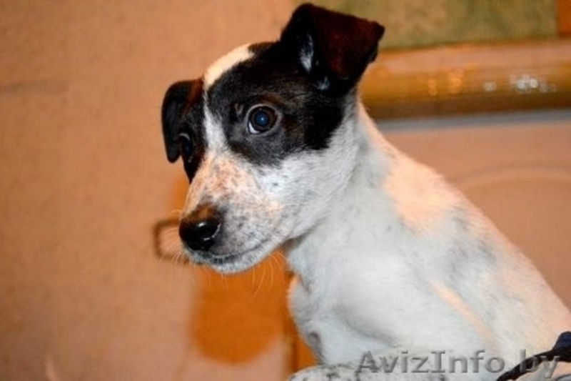 Щенок Домино в дар , в добрые руки! - Изображение #3, Объявление #815892