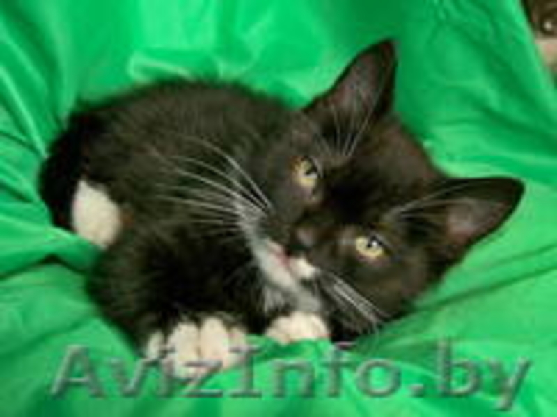 Самый лучший котенок хочет домой!  - Изображение #3, Объявление #810491