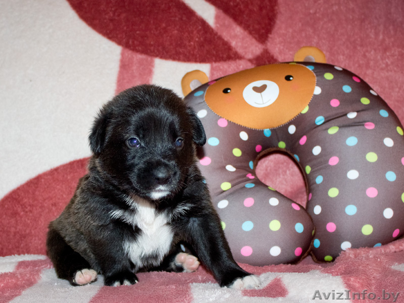 Маленькие звездочки ищут хозяев!  - Изображение #6, Объявление #829894