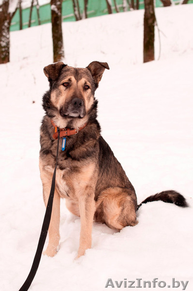 Полкан – великолепный пёс в добрые руки!  - Изображение #1, Объявление #821747