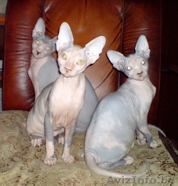 котята канадский сфинкс Минск - Изображение #1, Объявление #829793