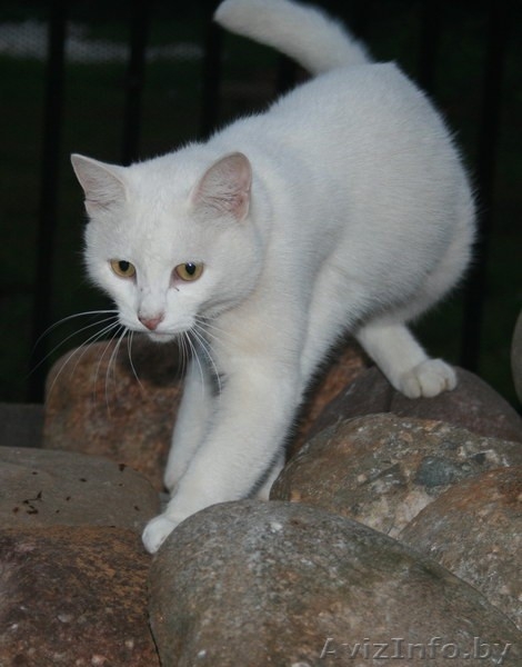 Кошка. Принцесса! - Изображение #1, Объявление #829996