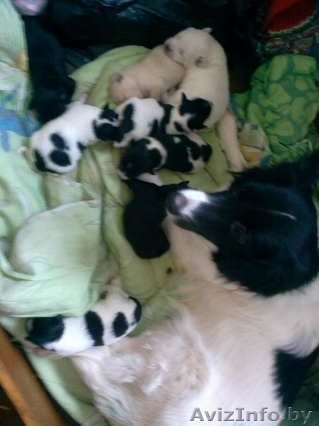щенки  от небольшой собачки в дар - Изображение #2, Объявление #816077