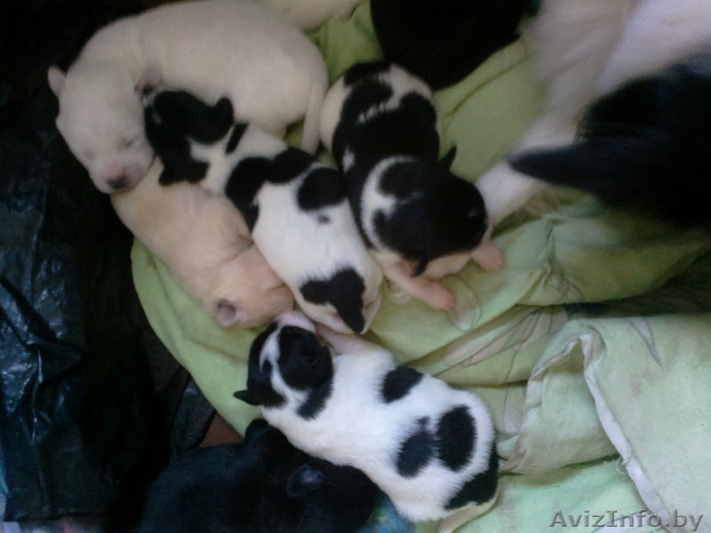 щенки  от небольшой собачки в дар - Изображение #1, Объявление #816077