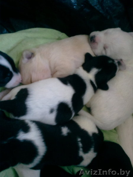 щенки  от небольшой собачки в дар - Изображение #4, Объявление #816077