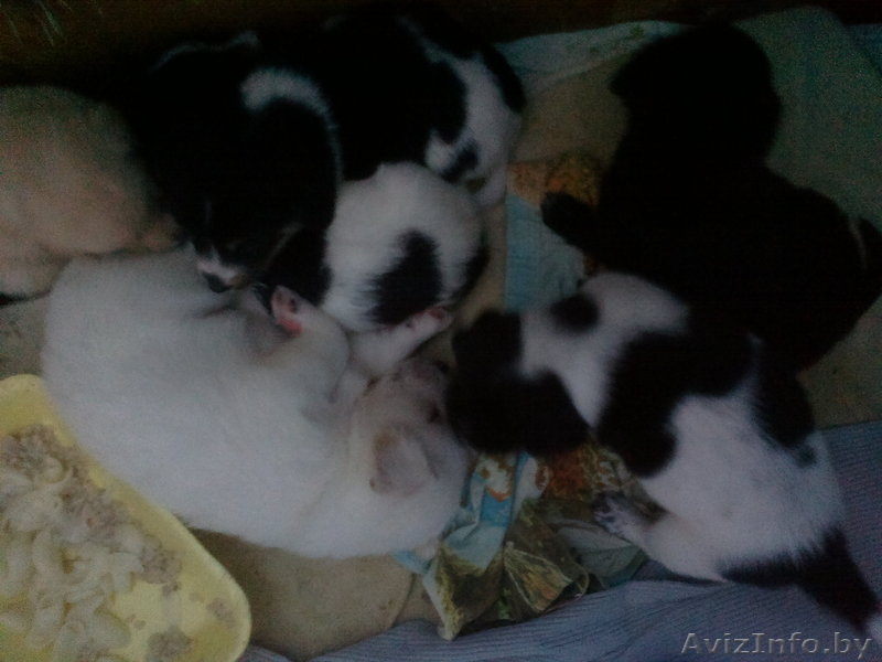 отдам щенков небольшой собачки - Изображение #4, Объявление #825750