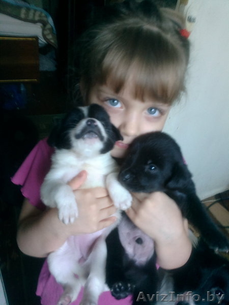 отдам щенков небольшой собачки - Изображение #3, Объявление #825750