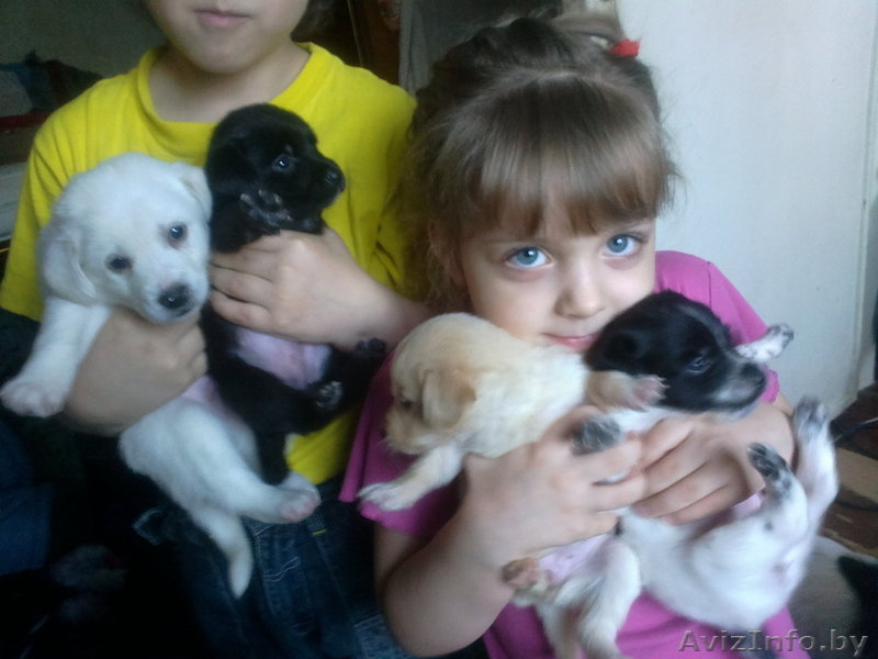 отдам щенков небольшой собачки - Изображение #2, Объявление #825750