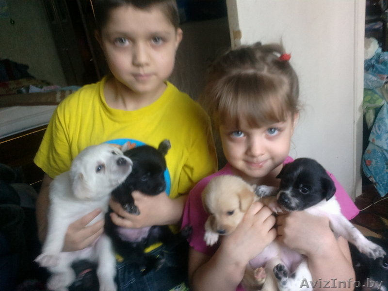 отдам щенков небольшой собачки - Изображение #1, Объявление #825750