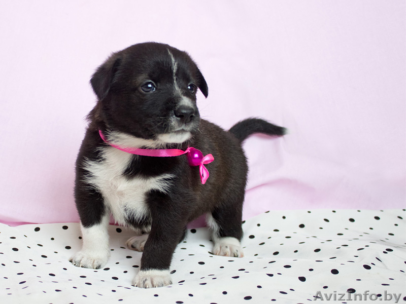 Маленькие звездочки ищут хозяев!  - Изображение #7, Объявление #829894